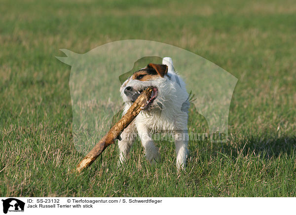 Parson Russell Terrier mit Stckchen / Parson Russell Terrier with stick / SS-23132