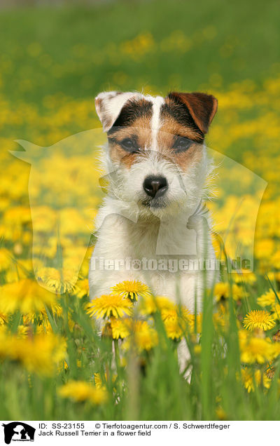 Jack Russell Terrier in a flower field / SS-23155