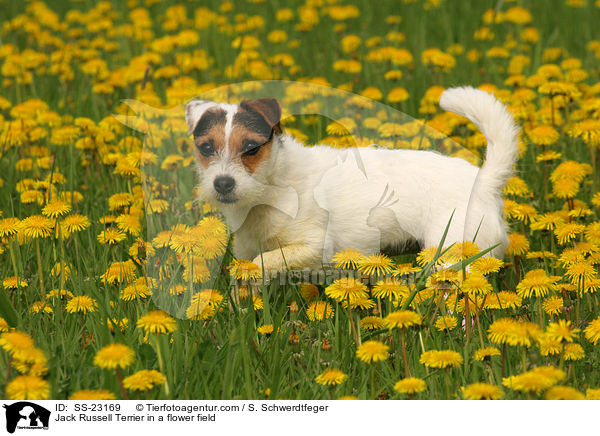Jack Russell Terrier in a flower field / SS-23169