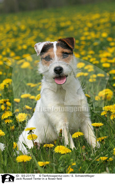sitzender Parson Russell Terrier / sitting Parson Russell Terrier / SS-23179