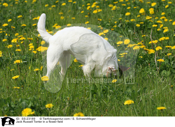 stehender Parson Russell Terrier / standing Parson Russell Terrier / SS-23189