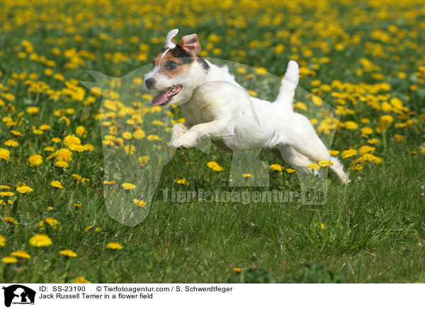 rennender Parson Russell Terrier / running Parson Russell Terrier / SS-23190