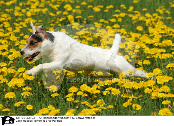 rennender Parson Russell Terrier / running Parson Russell Terrier / SS-23192