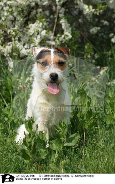 sitzender Parson Russell Terrier / sitting Parson Russell Terrier / SS-23195