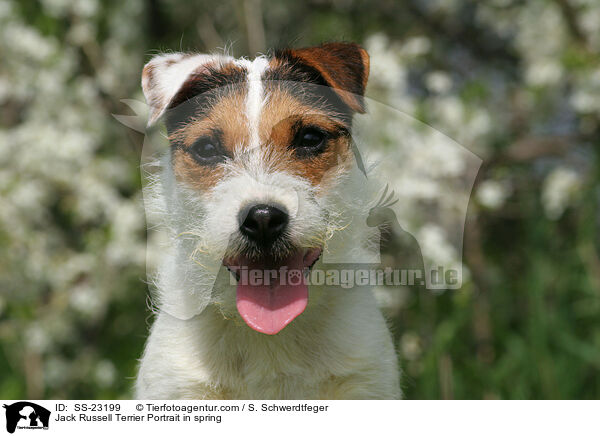 Parson Russell Terrier Portrait / Parson Russell Terrier Portrait / SS-23199