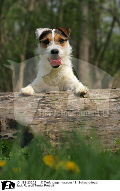 Parson Russell Terrier Portrait / Parson Russell Terrier Portrait / SS-23202