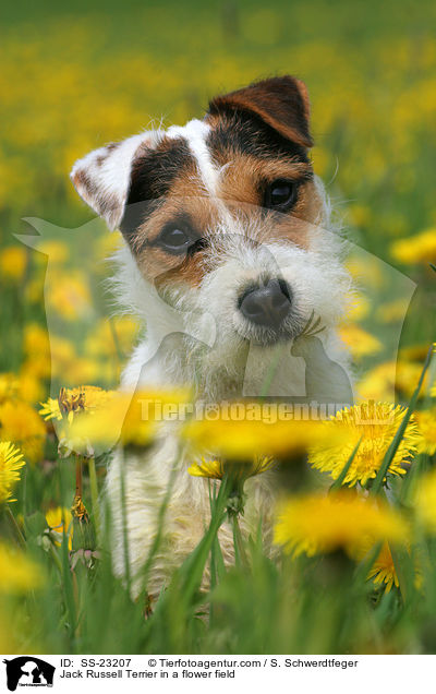 Jack Russell Terrier in a flower field / SS-23207