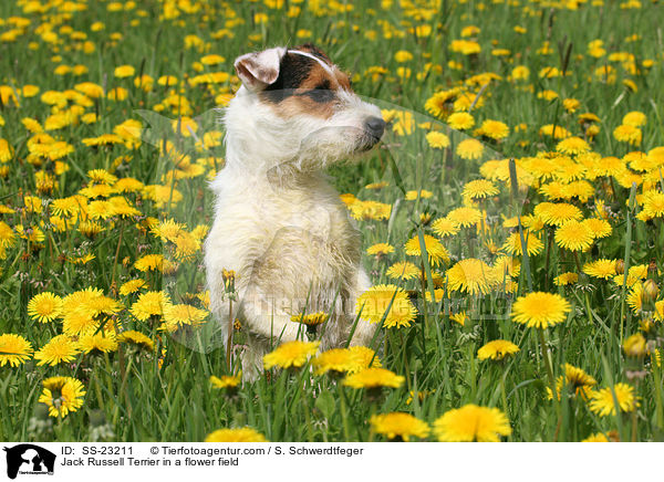 Parson Russell Terrier macht Mnnchen / Parson Russell Terrier shows trick / SS-23211