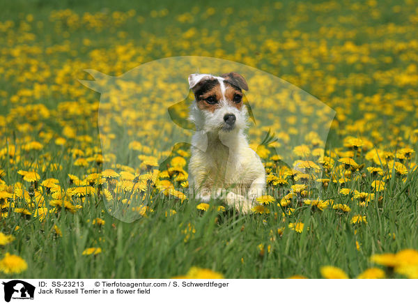 Parson Russell Terrier Portrait / Parson Russell Terrier Portrait / SS-23213
