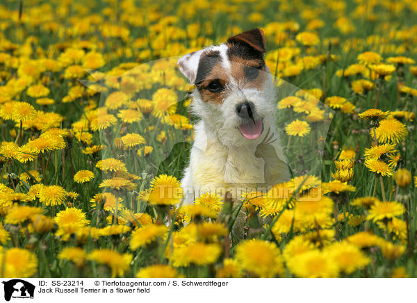 Parson Russell Terrier Portrait / Parson Russell Terrier Portrait / SS-23214