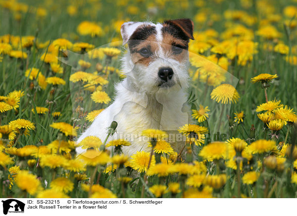 Parson Russell Terrier Portrait / Parson Russell Terrier Portrait / SS-23215