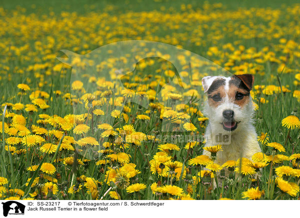 Parson Russell Terrier Portrait / Parson Russell Terrier Portrait / SS-23217