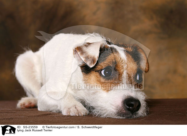 liegender Parson Russell Terrier / lying Parson Russell Terrier / SS-23559