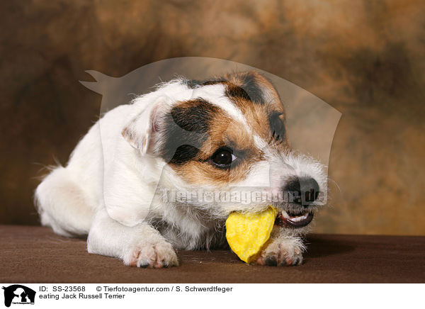 fressender Parson Russell Terrier / eating Parson Russell Terrier / SS-23568
