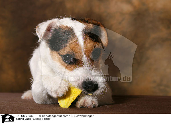 fressender Parson Russell Terrier / eating Parson Russell Terrier / SS-23569