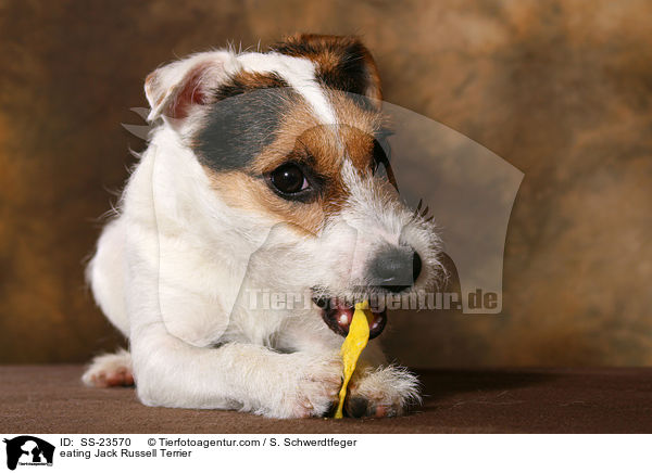 fressender Parson Russell Terrier / eating Parson Russell Terrier / SS-23570