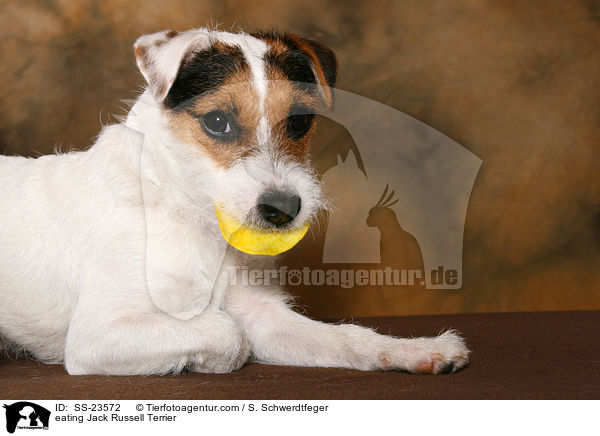 fressender Parson Russell Terrier / eating Parson Russell Terrier / SS-23572