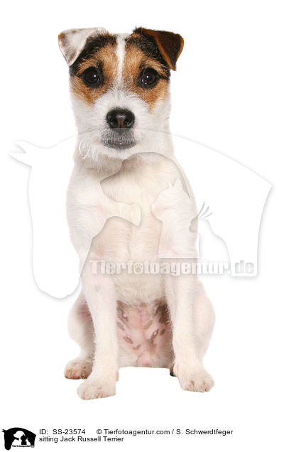 sitzender Parson Russell Terrier / sitting Parson Russell Terrier / SS-23574