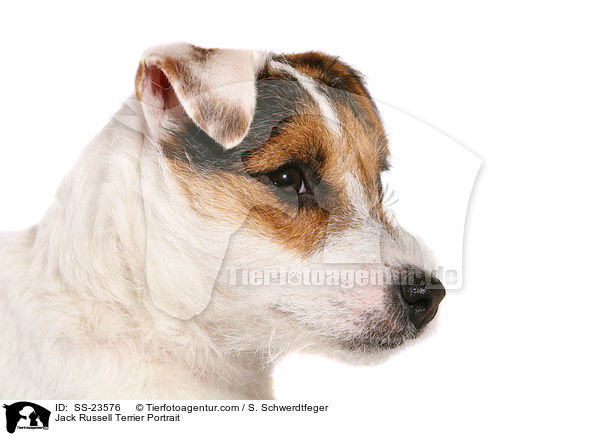 Parson Russell Terrier Portrait / Parson Russell Terrier Portrait / SS-23576