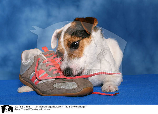Parson Russell Terrier frisst Schuh an / Parson Russell Terrier with shoe / SS-23587