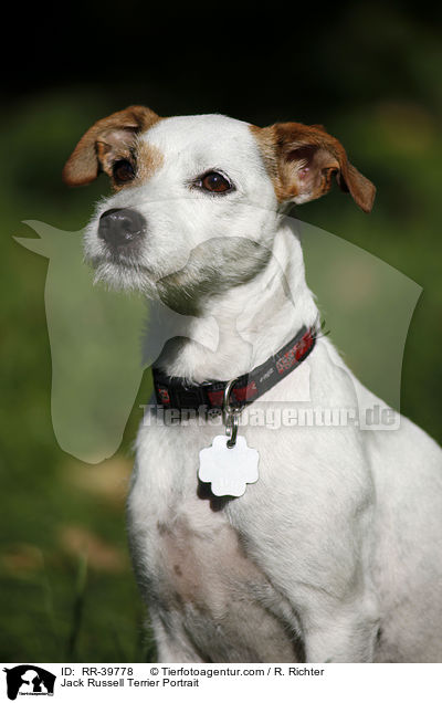 Jack Russell Terrier Portrait / Jack Russell Terrier Portrait / RR-39778