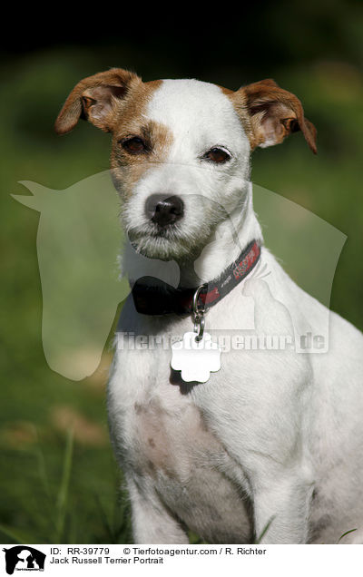 Jack Russell Terrier Portrait / Jack Russell Terrier Portrait / RR-39779