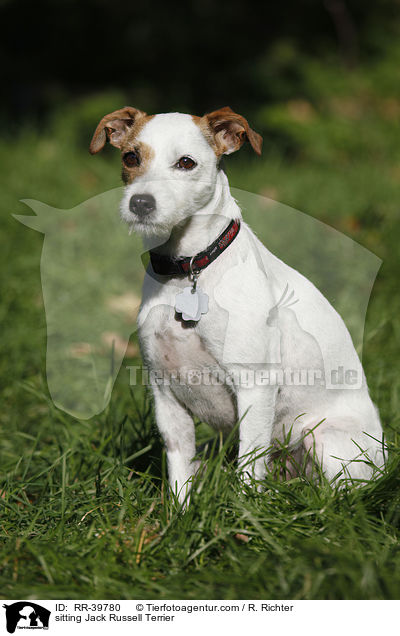 sitzender Jack Russell Terrier / sitting Jack Russell Terrier / RR-39780