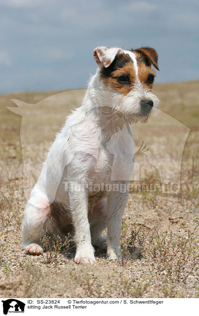 sitzender Parson Russell Terrier / sitting Parson Russell Terrier / SS-23824