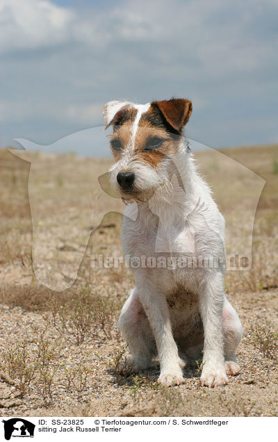 sitzender Parson Russell Terrier / sitting Parson Russell Terrier / SS-23825