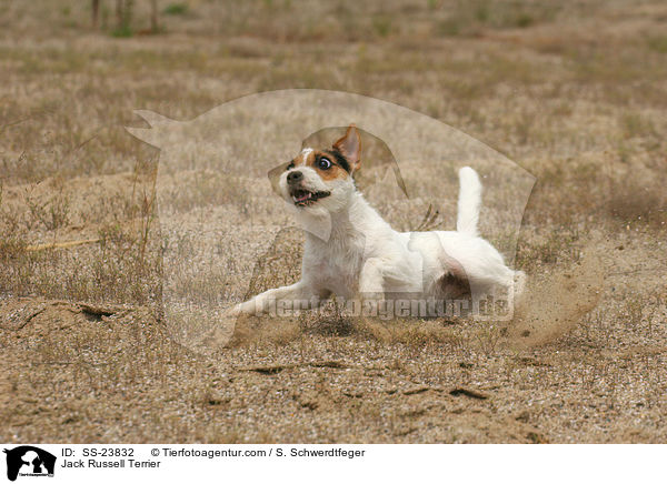 Parson Russell Terrier im Sand / Parson Russell Terrier / SS-23832