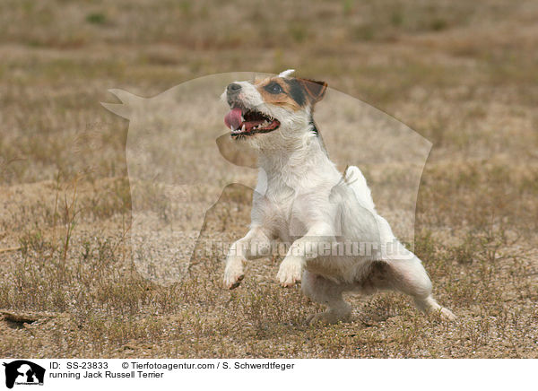 rennender Parson Russell Terrier / running Parson Russell Terrier / SS-23833