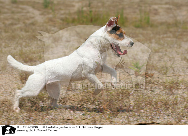 rennender Parson Russell Terrier / running Parson Russell Terrier / SS-23836