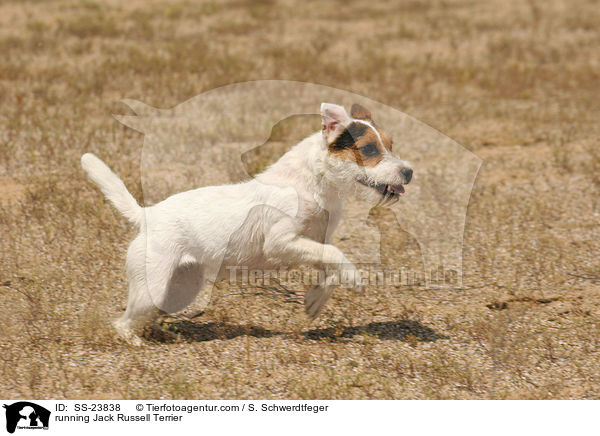 rennender Parson Russell Terrier / running Parson Russell Terrier / SS-23838