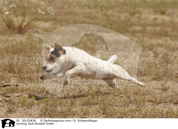 rennender Parson Russell Terrier / running Parson Russell Terrier / SS-23839