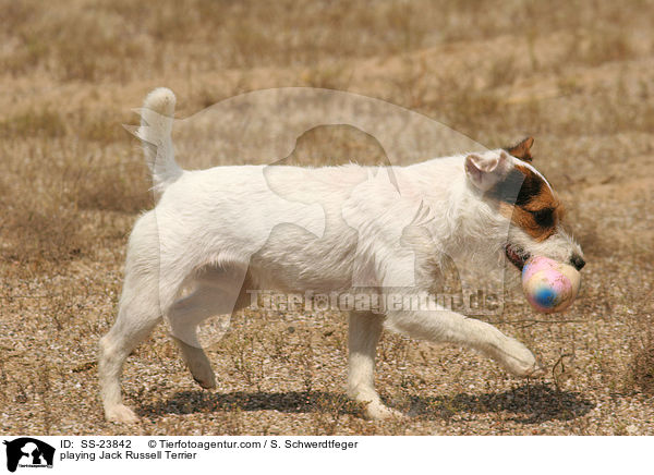 spielender Parson Russell Terrier / playing Parson Russell Terrier / SS-23842