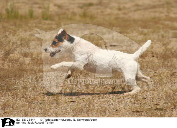 rennender Parson Russell Terrier / running Parson Russell Terrier / SS-23844