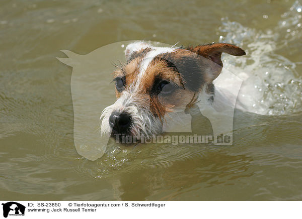 schwimmender Parson Russell Terrier / swimming Parson Russell Terrier / SS-23850