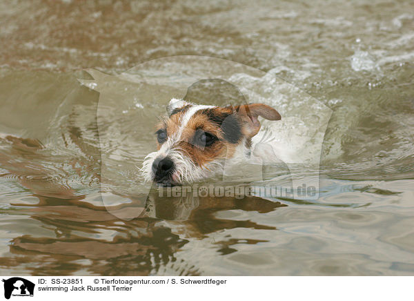 swimming Jack Russell Terrier / SS-23851