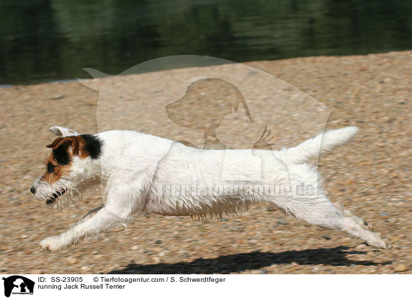 rennender Parson Russell Terrier / running Parson Russell Terrier / SS-23905