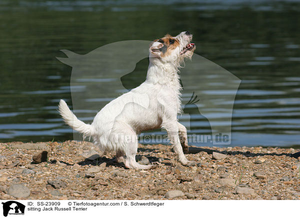 sitzender Parson Russell Terrier / sitting Parson Russell Terrier / SS-23909