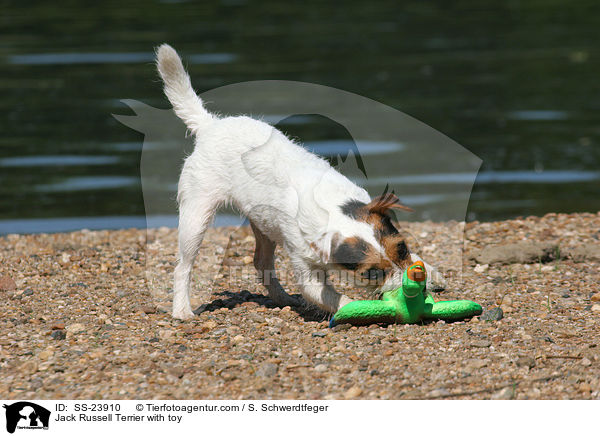Parson Russell Terrier mit Spielzeug / Parson Russell Terrier with toy / SS-23910