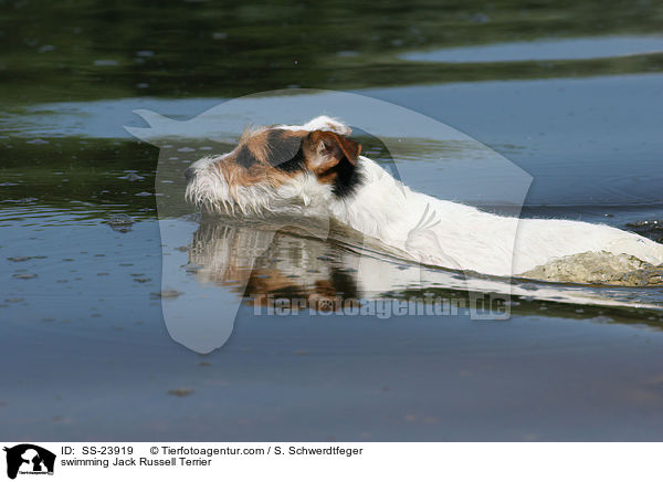 schwimmender Parson Russell Terrier / swimming Parson Russell Terrier / SS-23919