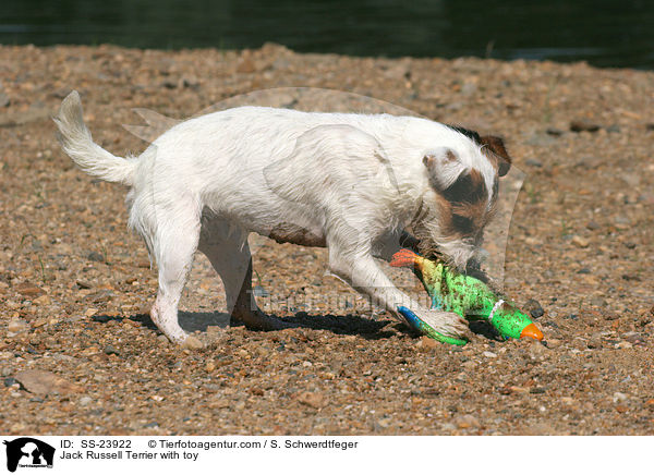 Parson Russell Terrier mit Spielzeug / Parson Russell Terrier with toy / SS-23922