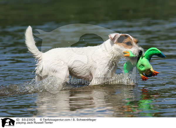 spielender Parson Russell Terrier / playing Parson Russell Terrier / SS-23925