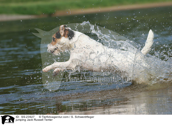 springender Parson Russell Terrier / jumping Parson Russell Terrier / SS-23927