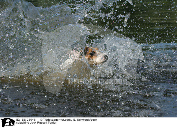 planschender Parson Russell Terrier / splashing Parson Russell Terrier / SS-23946