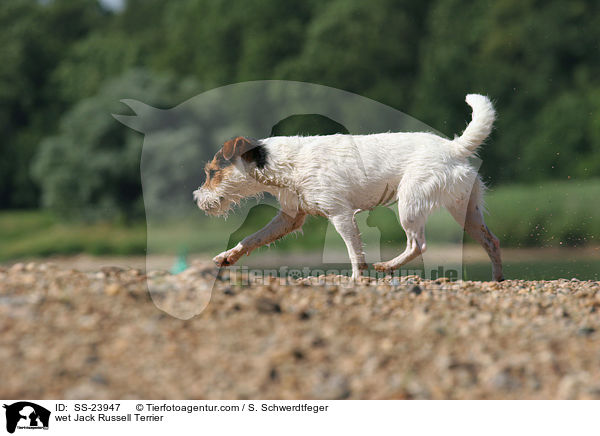 nasser Parson Russell Terrier / wet Parson Russell Terrier / SS-23947