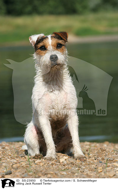 sitzender Parson Russell Terrier / sitting Parson Russell Terrier / SS-23950