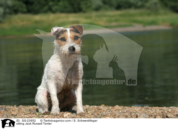 sitzender Parson Russell Terrier / sitting Parson Russell Terrier / SS-23952