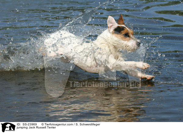springender Parson Russell Terrier / jumping Parson Russell Terrier / SS-23969